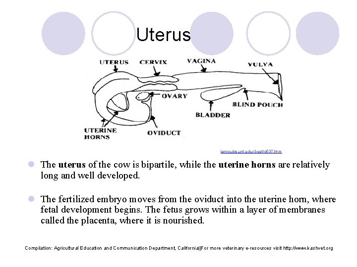 Uterus ianrpubs. unl. edu/ beef/g 537. htm l The uterus of the cow is