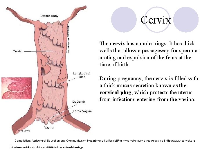 Cervix The cervix has annular rings. It has thick walls that allow a passageway