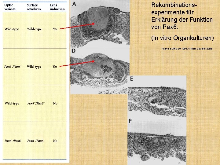 Rekombinationsexperimente für Erklärung der Funktion von Pax 6. (In vitro Organkulturen) Fujiwara Different 1994,