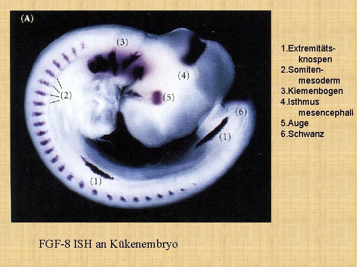 1. Extremitätsknospen 2. Somitenmesoderm 3. Kiemenbogen 4. Isthmus mesencephali 5. Auge 6. Schwanz FGF-8