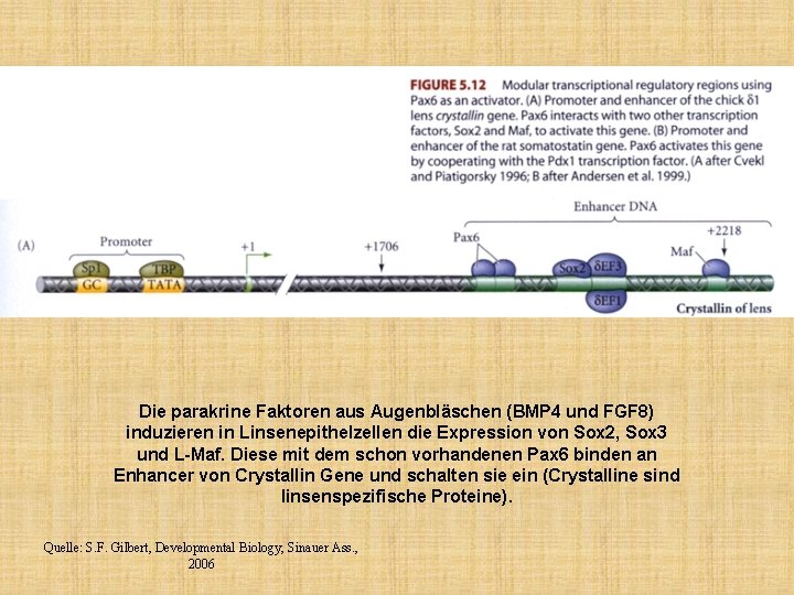 Die parakrine Faktoren aus Augenbläschen (BMP 4 und FGF 8) induzieren in Linsenepithelzellen die