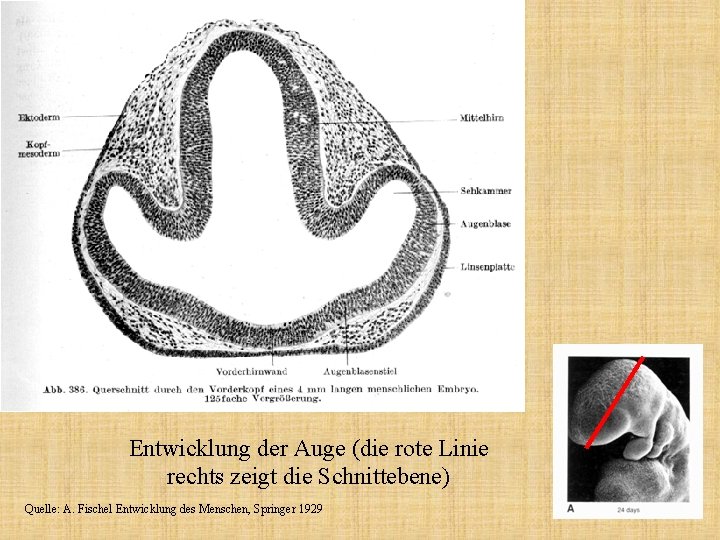 Entwicklung der Auge (die rote Linie rechts zeigt die Schnittebene) Quelle: A. Fischel Entwicklung