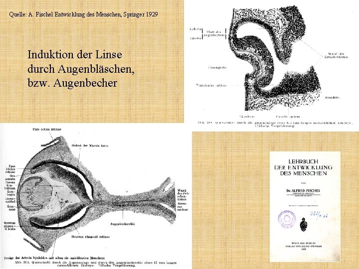 Quelle: A. Fischel Entwicklung des Menschen, Springer 1929 Induktion der Linse durch Augenbläschen, bzw.
