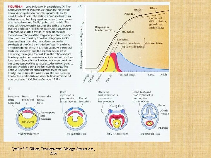 Quelle: S. F. Gilbert, Developmental Biology, Sinauer Ass. , 2006 