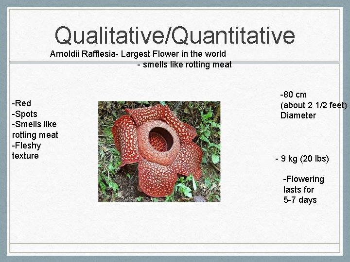 Qualitative/Quantitative Arnoldii Rafflesia- Largest Flower in the world - smells like rotting meat -Red