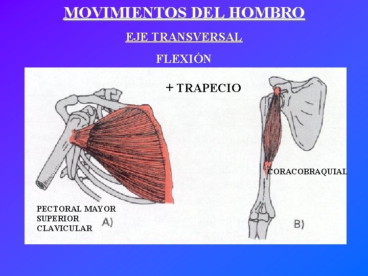 MOVIMIENTOS DEL HOMBRO EJE TRANSVERSAL FLEXIÓN + TRAPECIO CORACOBRAQUIAL PECTORAL MAYOR SUPERIOR CLAVICULAR 