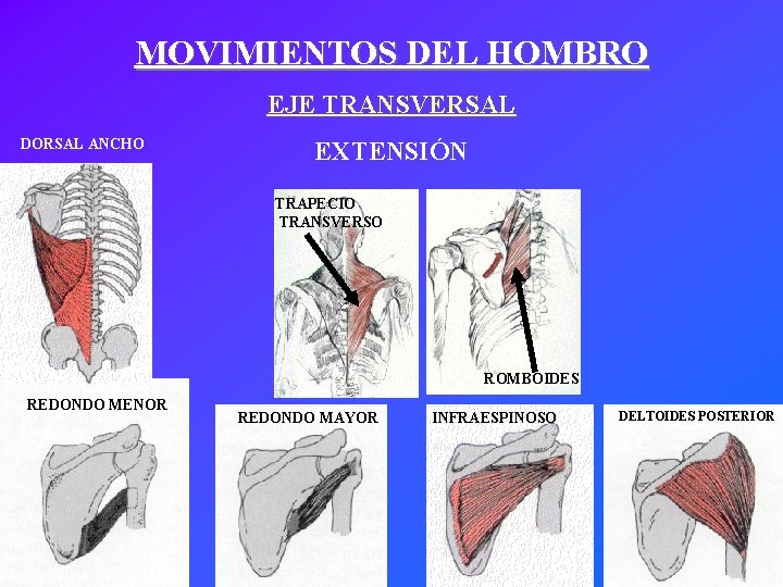 MOVIMIENTOS DEL HOMBRO EJE TRANSVERSAL DORSAL ANCHO EXTENSIÓN TRAPECIO TRANSVERSO ROMBOIDES REDONDO MENOR REDONDO