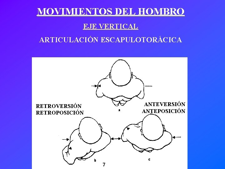 MOVIMIENTOS DEL HOMBRO EJE VERTICAL ARTICULACIÓN ESCAPULOTORÁCICA RETROVERSIÓN RETROPOSICIÓN ANTEVERSIÓN ANTEPOSICIÓN 