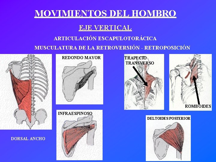 MOVIMIENTOS DEL HOMBRO EJE VERTICAL ARTICULACIÓN ESCAPULOTORÁCICA MUSCULATURA DE LA RETROVERSIÓN - RETROPOSICIÓN REDONDO