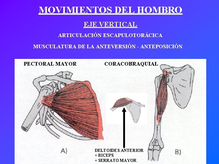 MOVIMIENTOS DEL HOMBRO EJE VERTICAL ARTICULACIÓN ESCAPULOTORÁCICA MUSCULATURA DE LA ANTEVERSIÓN - ANTEPOSICIÓN PECTORAL