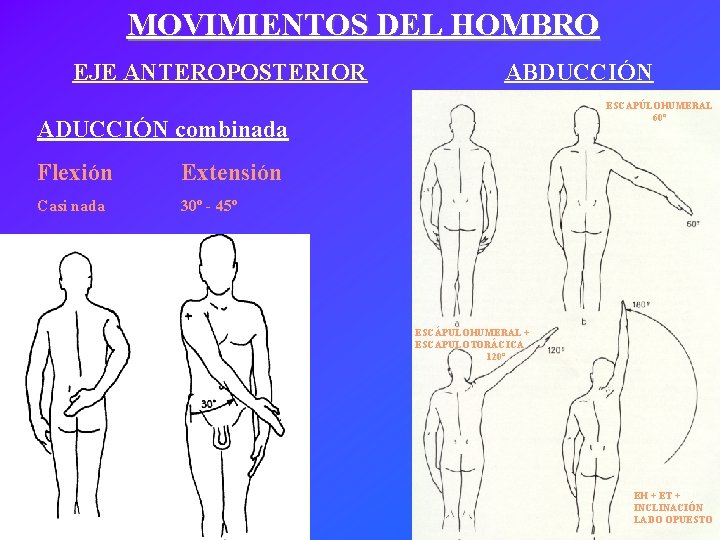 MOVIMIENTOS DEL HOMBRO EJE ANTEROPOSTERIOR ABDUCCIÓN ESCAPÚLOHUMERAL 60º ADUCCIÓN combinada Flexión Extensión Casi nada