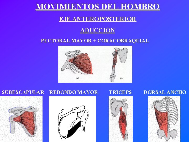 MOVIMIENTOS DEL HOMBRO EJE ANTEROPOSTERIOR ADUCCIÓN PECTORAL MAYOR + CORACOBRAQUIAL SUBESCAPULAR REDONDO MAYOR TRICEPS