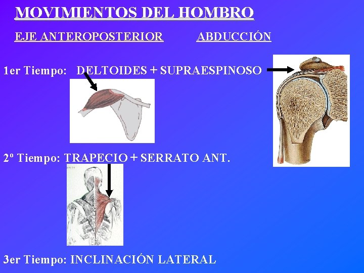 MOVIMIENTOS DEL HOMBRO EJE ANTEROPOSTERIOR ABDUCCIÓN 1 er Tiempo: DELTOIDES + SUPRAESPINOSO 2º Tiempo: