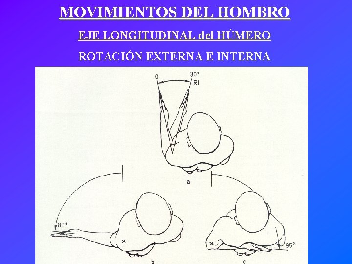 MOVIMIENTOS DEL HOMBRO EJE LONGITUDINAL del HÚMERO ROTACIÓN EXTERNA E INTERNA 