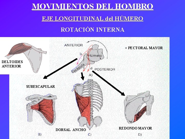 MOVIMIENTOS DEL HOMBRO EJE LONGITUDINAL del HÚMERO ROTACIÓN INTERNA + PECTORAL MAYOR DELTOIDES ANTERIOR