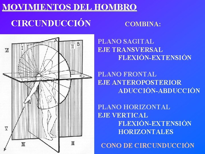 MOVIMIENTOS DEL HOMBRO CIRCUNDUCCIÓN COMBINA: PLANO SAGITAL EJE TRANSVERSAL FLEXIÓN-EXTENSIÓN PLANO FRONTAL EJE ANTEROPOSTERIOR