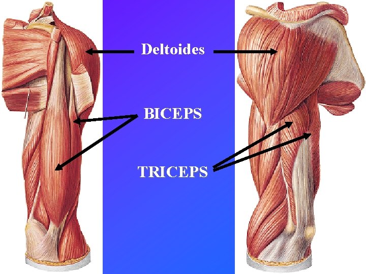 Deltoides BICEPS TRICEPS 