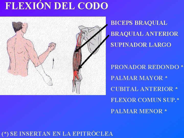 FLEXIÓN DEL CODO BICEPS BRAQUIAL ANTERIOR SUPINADOR LARGO PRONADOR REDONDO * PALMAR MAYOR *