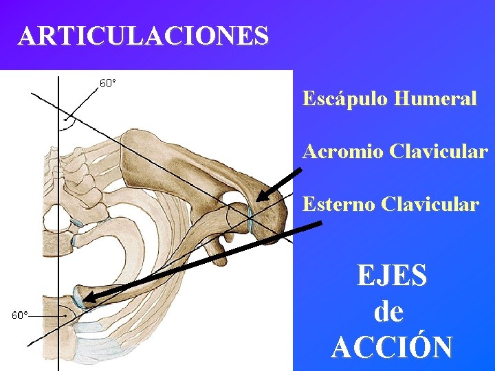 ARTICULACIONES Escápulo Humeral Acromio Clavicular Esterno Clavicular EJES de ACCIÓN 