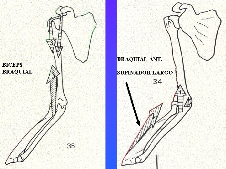 BICEPS BRAQUIAL ANT. SUPINADOR LARGO 