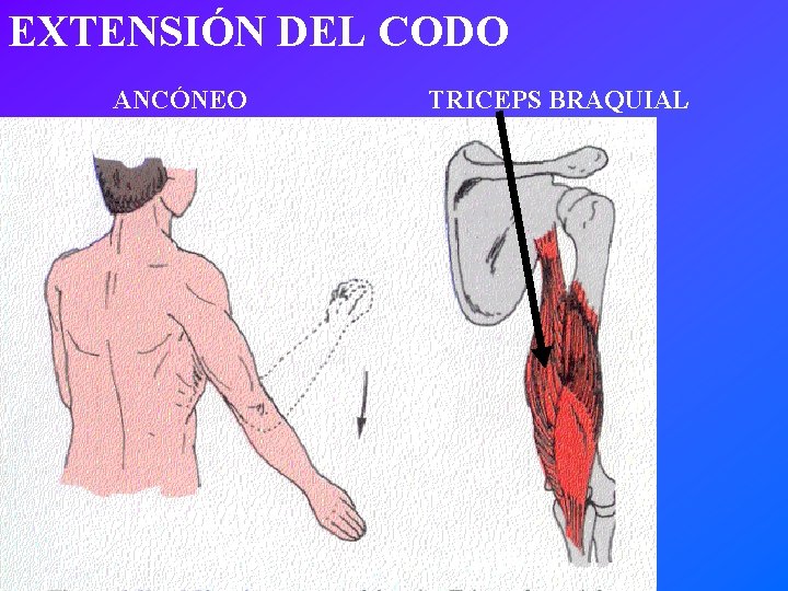 EXTENSIÓN DEL CODO ANCÓNEO TRICEPS BRAQUIAL 