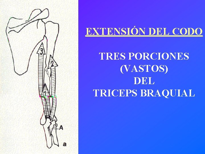 EXTENSIÓN DEL CODO TRES PORCIONES (VASTOS) DEL TRICEPS BRAQUIAL 