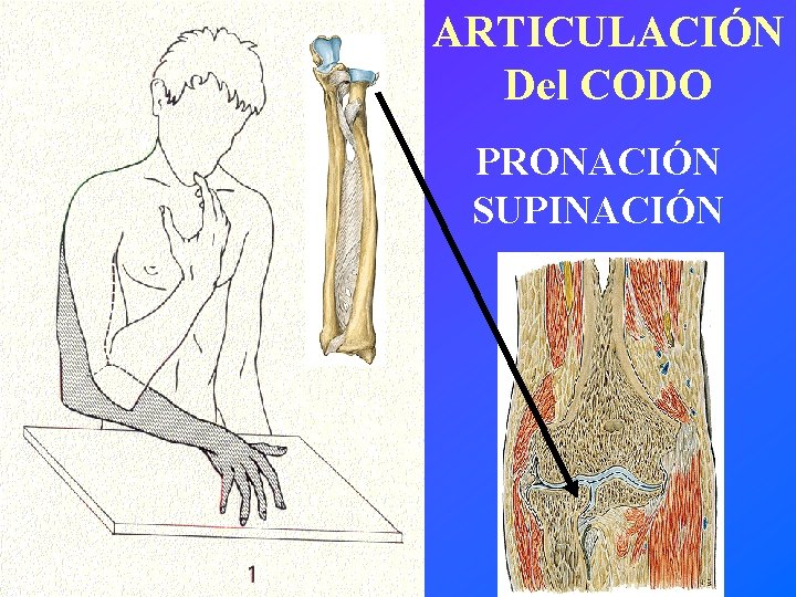 ARTICULACIÓN Del CODO PRONACIÓN SUPINACIÓN 