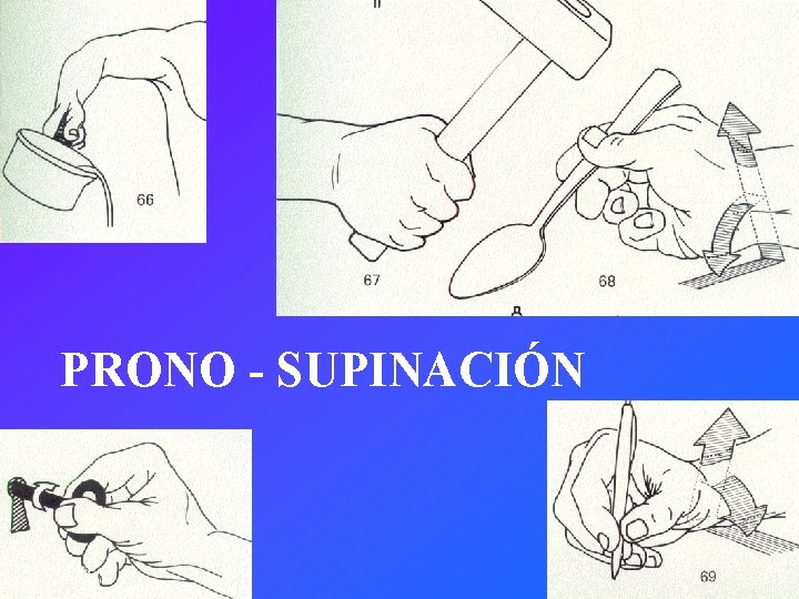 PRONO - SUPINACIÓN 