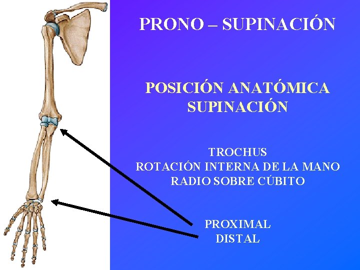 PRONO – SUPINACIÓN POSICIÓN ANATÓMICA SUPINACIÓN TROCHUS ROTACIÓN INTERNA DE LA MANO RADIO SOBRE