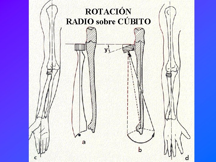 ROTACIÓN RADIO sobre CÚBITO 