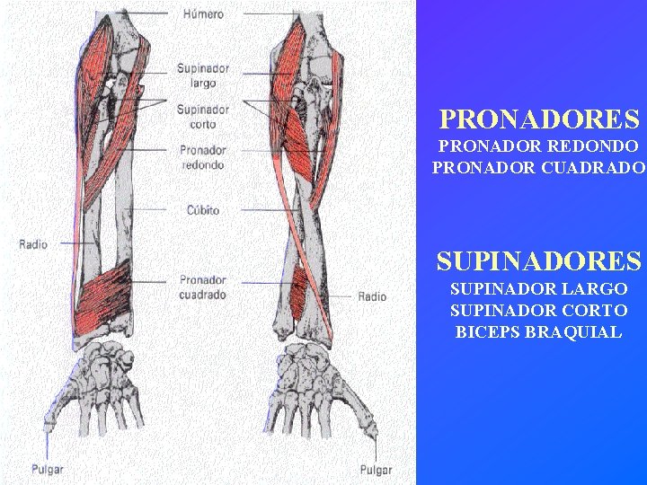 PRONADORES PRONADOR REDONDO PRONADOR CUADRADO SUPINADORES SUPINADOR LARGO SUPINADOR CORTO BICEPS BRAQUIAL 