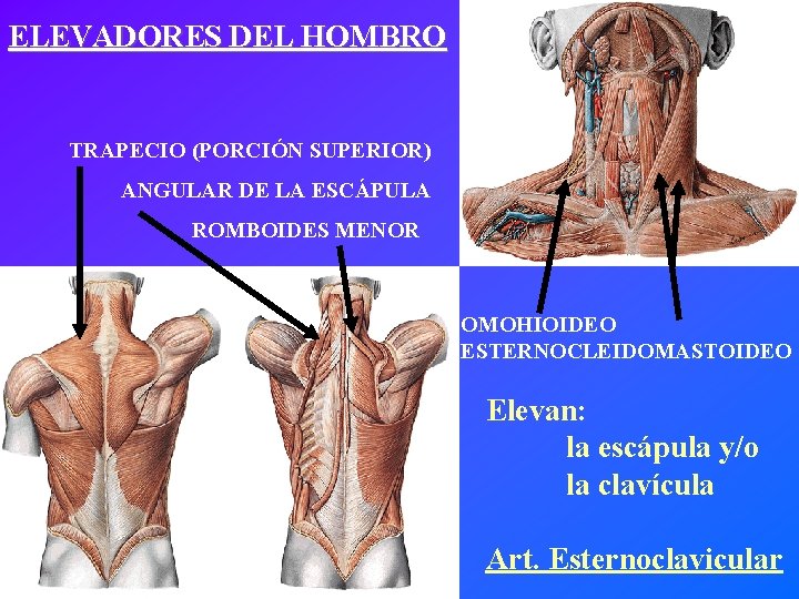 ELEVADORES DEL HOMBRO TRAPECIO (PORCIÓN SUPERIOR) ANGULAR DE LA ESCÁPULA ROMBOIDES MENOR OMOHIOIDEO ESTERNOCLEIDOMASTOIDEO