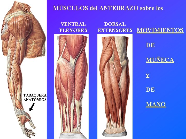 MÚSCULOS del ANTEBRAZO sobre los VENTRAL FLEXORES DORSAL EXTENSORES MOVIMIENTOS DE MUÑECA y DE