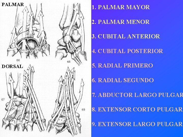 PALMAR 1. PALMAR MAYOR 2. PALMAR MENOR 3. CUBITAL ANTERIOR 4. CUBITAL POSTERIOR DORSAL