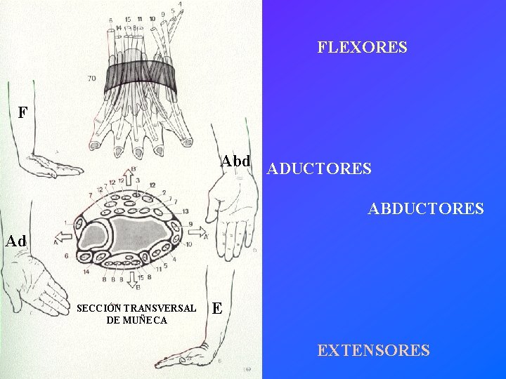 FLEXORES F Abd ADUCTORES ABDUCTORES Ad SECCIÓN TRANSVERSAL DE MUÑECA E EXTENSORES 