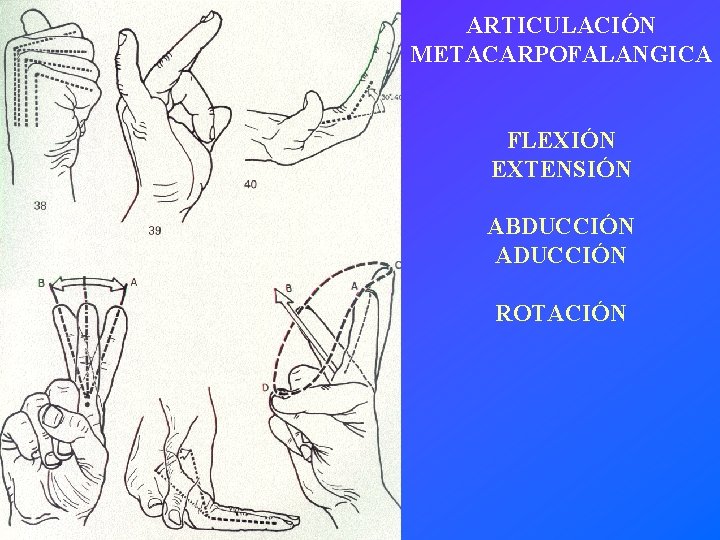 ARTICULACIÓN METACARPOFALANGICA FLEXIÓN EXTENSIÓN ABDUCCIÓN ADUCCIÓN ROTACIÓN 