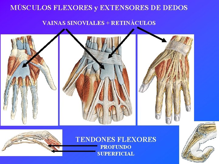 MÚSCULOS FLEXORES y EXTENSORES DE DEDOS VAINAS SINOVIALES + RETINÁCULOS TENDONES FLEXORES PROFUNDO SUPERFICIAL