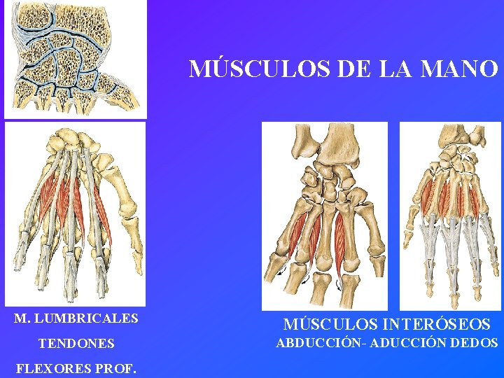 MÚSCULOS DE LA MANO M. LUMBRICALES MÚSCULOS INTERÓSEOS TENDONES ABDUCCIÓN- ADUCCIÓN DEDOS FLEXORES PROF.