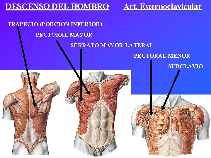 DESCENSO DEL HOMBRO Art. Esternoclavicular TRAPECIO (PORCIÓN INFERIOR) PECTORAL MAYOR SERRATO MAYOR-LATERAL PECTORAL MENOR