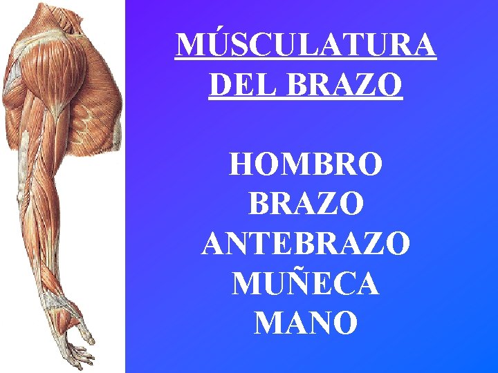 MÚSCULATURA DEL BRAZO HOMBRO BRAZO ANTEBRAZO MUÑECA MANO 