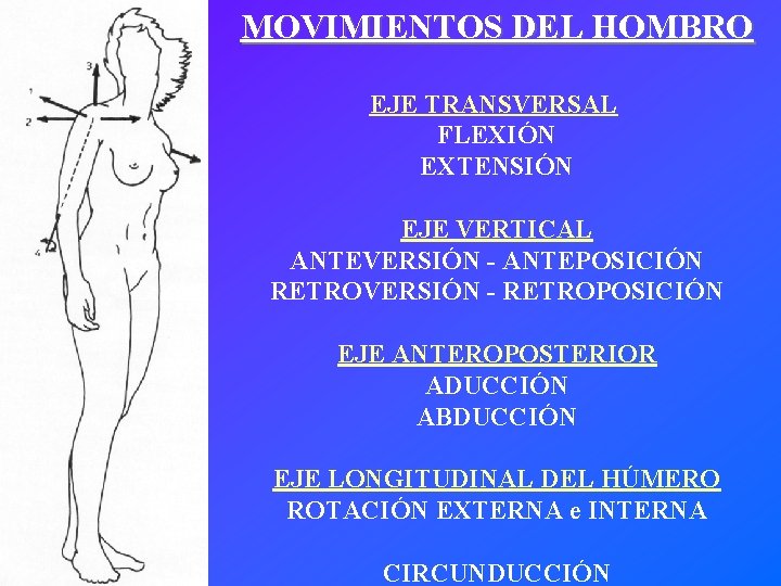 MOVIMIENTOS DEL HOMBRO EJE TRANSVERSAL FLEXIÓN EXTENSIÓN EJE VERTICAL ANTEVERSIÓN - ANTEPOSICIÓN RETROVERSIÓN -