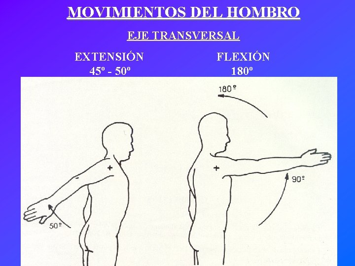 MOVIMIENTOS DEL HOMBRO EJE TRANSVERSAL EXTENSIÓN 45º - 50º FLEXIÓN 180º 