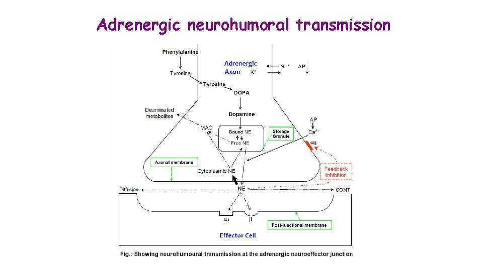Adrenergic neurohumoral transmission 