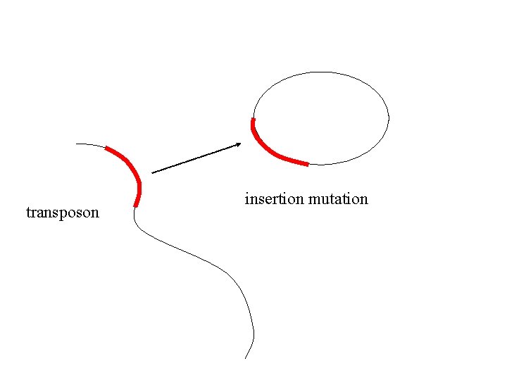 transposon insertion mutation 