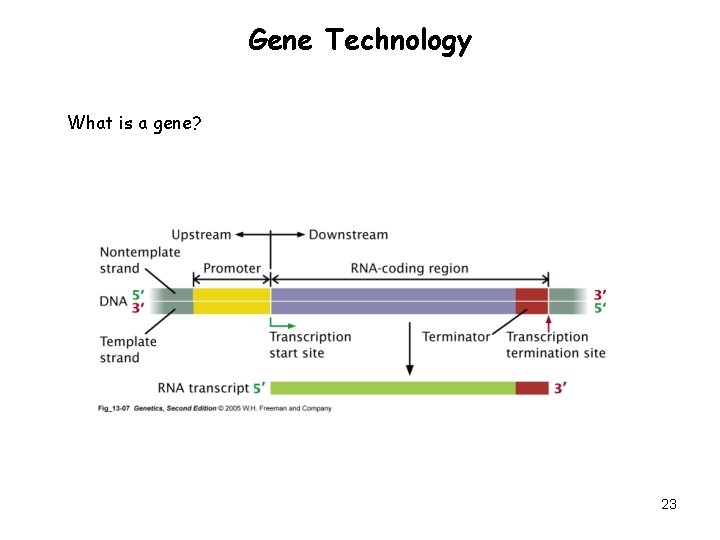 Gene Technology What is a gene? 23 