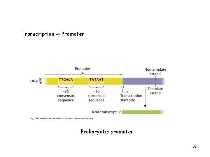 Transcription -> Promoter Prokaryotic promoter 25 