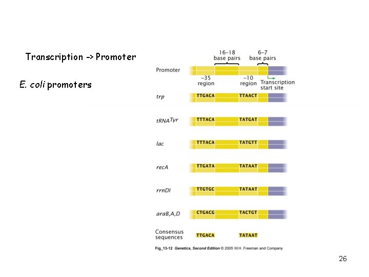 Transcription -> Promoter E. coli promoters 26 