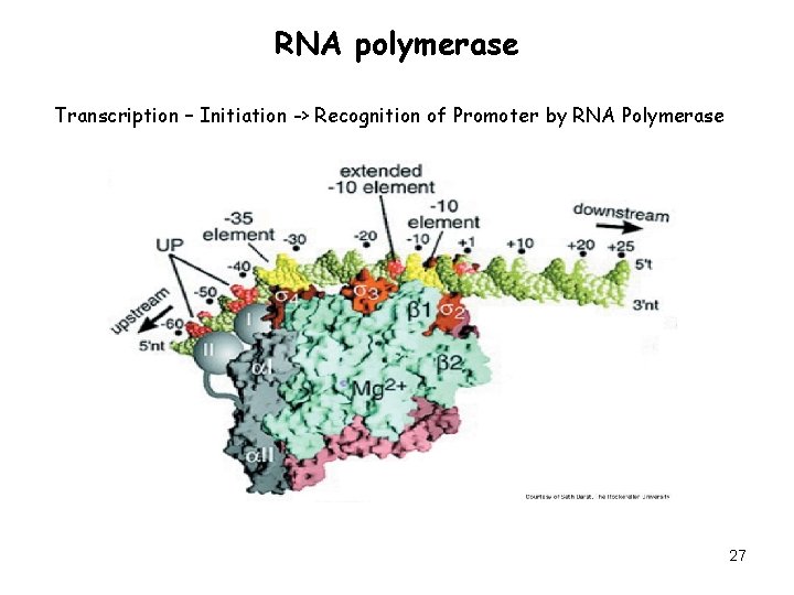 RNA polymerase Transcription – Initiation -> Recognition of Promoter by RNA Polymerase 27 
