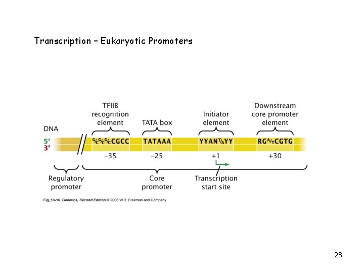 Transcription – Eukaryotic Promoters 28 