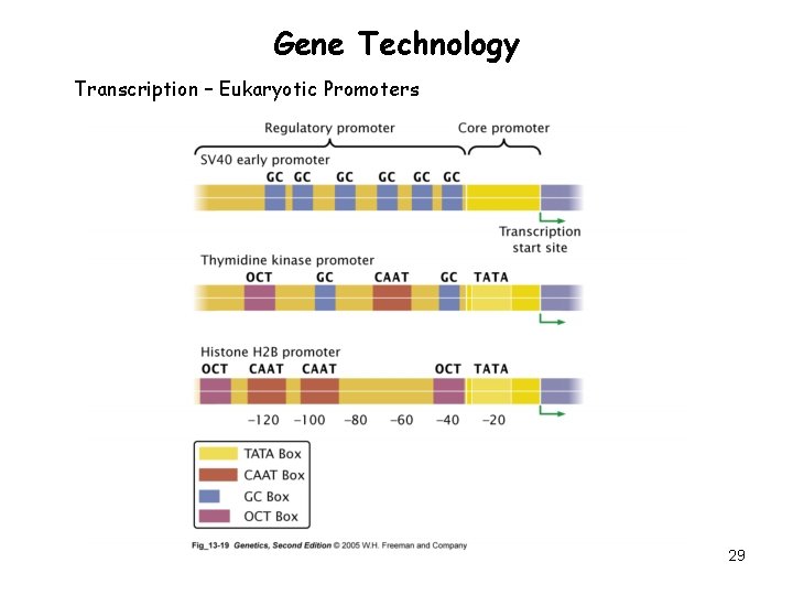 Gene Technology Transcription – Eukaryotic Promoters 29 